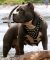 Best Leather Studded Dog Harness for American Pit Bull Terrier