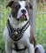 PITBULL BEST DOG HARNESS- ROYAL PADDED LEATHER HARNESS