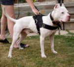 Nylon Pitbull Harness with Handle for Tracking, Walking, Training