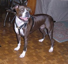 Deluxe Leather Harness -Brown Leather Harness To Fit Pitbull