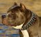 Leather spiked and studded pitbull dog collar - custom collar