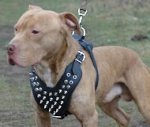Pit Bull Spiked dog harness - Leather Dog Harness w/Spikes