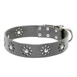 "Flower Blues" Leather Pitbull Collar with Stunning Decor