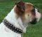 Bulldog Тank & Spiked Leather Dog Collar