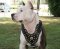 Royal Dog Harness - Exclusive Design Studded Leather Harness