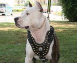 Royal Dog Harness - Exclusive Design Studded Leather Harness