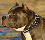 Leather spiked and studded pitbull dog collar - custom collar
