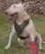 Bull Terrier leather spiked dog harness -Brass dog harness