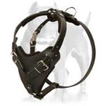 Padded Chest Plate Dog Harness for Pitbull