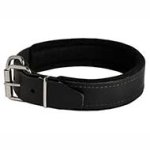 Leather Pitbull Collar with Thick Felt Padding - 1.5" width