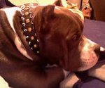 MASSIVE SPIKED LEATHER DOG COLLAR w/D-Ring