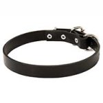 Leather Dog Collar for Pitbull BEST EVERYDAY COLLAR FOR PITBULL