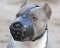 Everyday Pit bull Leather muzzle-Dog Muzzle for Pitbull Terrier