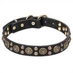 "Boho Style" Leather Pitbull Collar with Mix of Brass Studs
