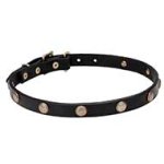 "Sunny Beams" Genuine Leather Dog Collar with Engraved Brass Studs