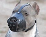 Everyday Pit bull Leather muzzle-Dog Muzzle for Pitbull Terrier