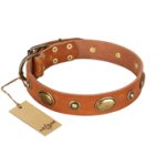 "Visual Magic" FDT Artisan Tan Leather Pitbull Collar for Daily Activities