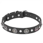"Shiny Charm" Leather Dog Collar with Engraved Conchos and Small Half Balls