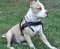 Walking Pitbull dog harness