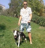 Exclusive Design Studded Leather Harness for American Pit Bull