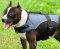 Vest Dog Harness - Weatherproof Nylon Dog Harness with Handle