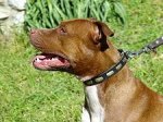 American Pit Bull Terrier Leather Special Dog Collar with Plates