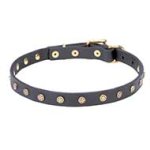 Studded Leather Narrow Collar with Brass Stars for Pitbull
