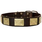 Showy Leather Dog Collar with Large Brass Plates