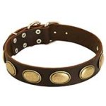 Retro Rulz - Gorgeous Vintage Dog Leather Collar