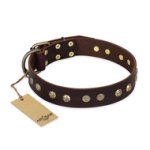 "Bronze Sheen" FDT Artisan Leather Pitbull Collar with Brass-Plated Studs