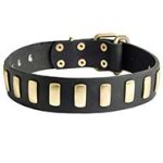 Gorgeous Leather Pitbull Collar with Brass Vertical Decor