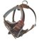 Padded Dog Harness for Pitbull-BUY Leather Dog Harness