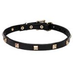"Modern Style" Narrow Dog Collar of Genuine Leather with Brass Pyramids