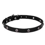 "Sparkling Beauty" Leather Dog Collar with Engraved Studs of Chrome Plated Steel
