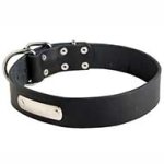 Identificational Leather Pitbull Collar with Name Plate