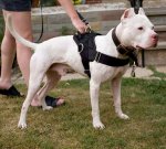 Patrol and Tracking harness for Pitbull