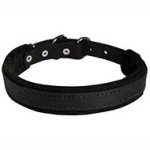 Innovative Pitbull Collar - Felt Padded Leather Dog Collar for Attack/Agitation training 1 inch (2.5cm) width