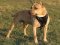 Agitation/Protection Leather Dog Harness for Pitbull