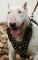 Bull Terrier Dog Harness-Exclusive Royal Studded Leather Harness