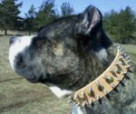 Pitbull Spiked DOG COLLAR - 18 inch and up to 31 inch collar