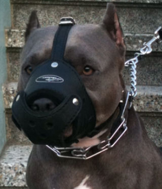 leather latigo dog muzzle