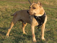 Agitation/Protection Leather Dog Harness for Pitbull