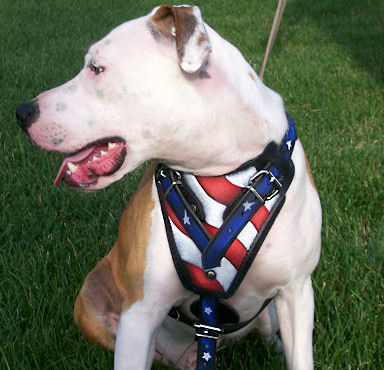American Flag Leather Dog Harness
