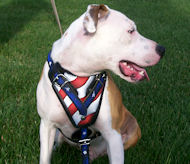 Pit bull dog harness, spiked dog collars, leather dog muzzles