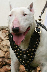 Bull Terrier Dog Harness-Exclusive Royal Studded Leather Harness