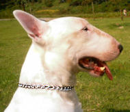Bull Terrier Chain Choke dog collar for English Bull Terrier