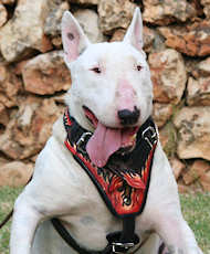 Bull Terrier designer leather dog harness- Hand painted harness