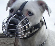 Dog muzzle to stop a Pitbull from chewing things up