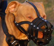Durable Leather Brown/Black Muzzle W/h Soft Inside Pitbull