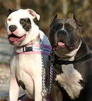 Coupler Chain for walking two dogs-dog leash coupler - 12 inch ( 30 cm )